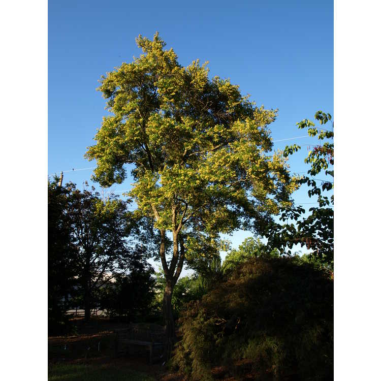 Dalbergia hupeana - rosewood