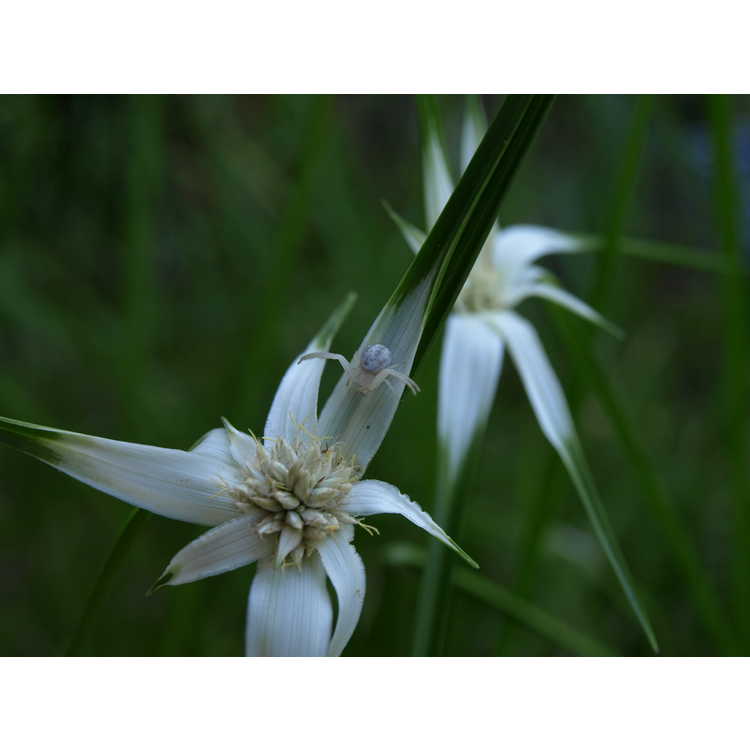 Rhynchospora colorata - narrowleaf white-top sedge