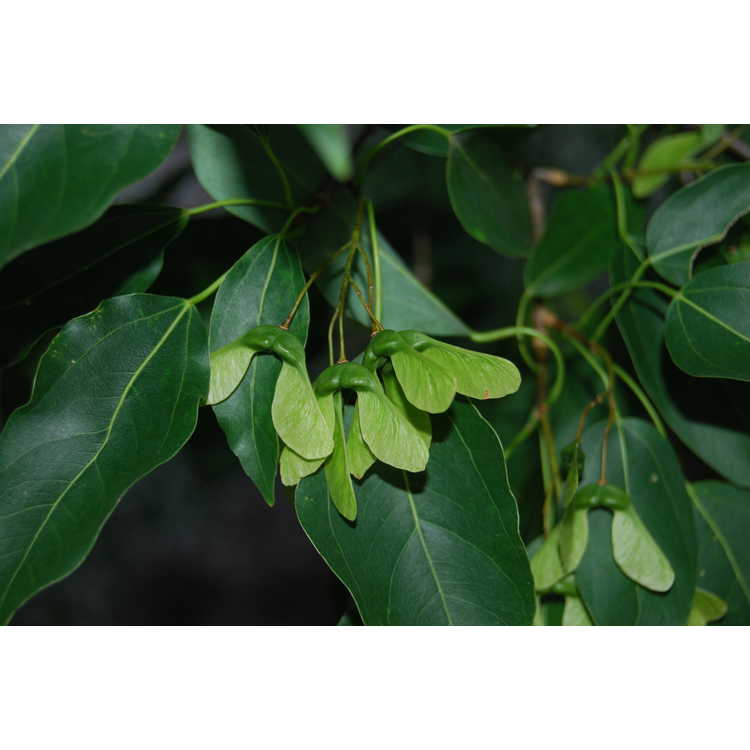 Acer oblongum - flying moth maple