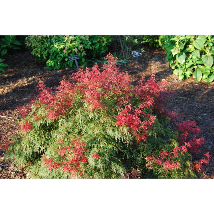 red lace-leaf Japanese maple