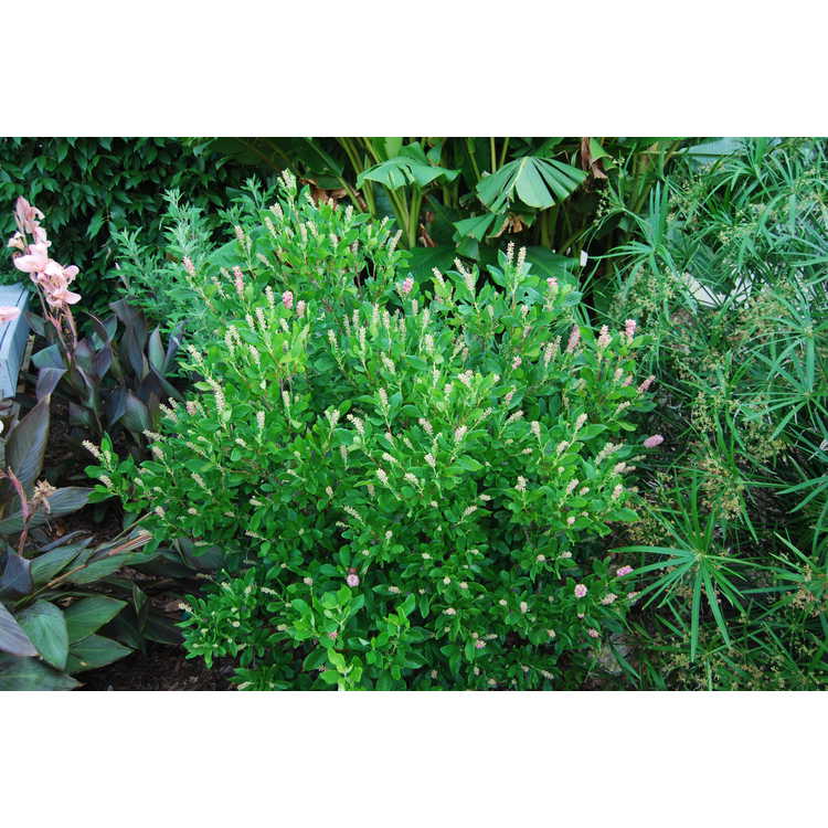 Clethra alnifolia 'Ruby Spice' - summersweet clethra