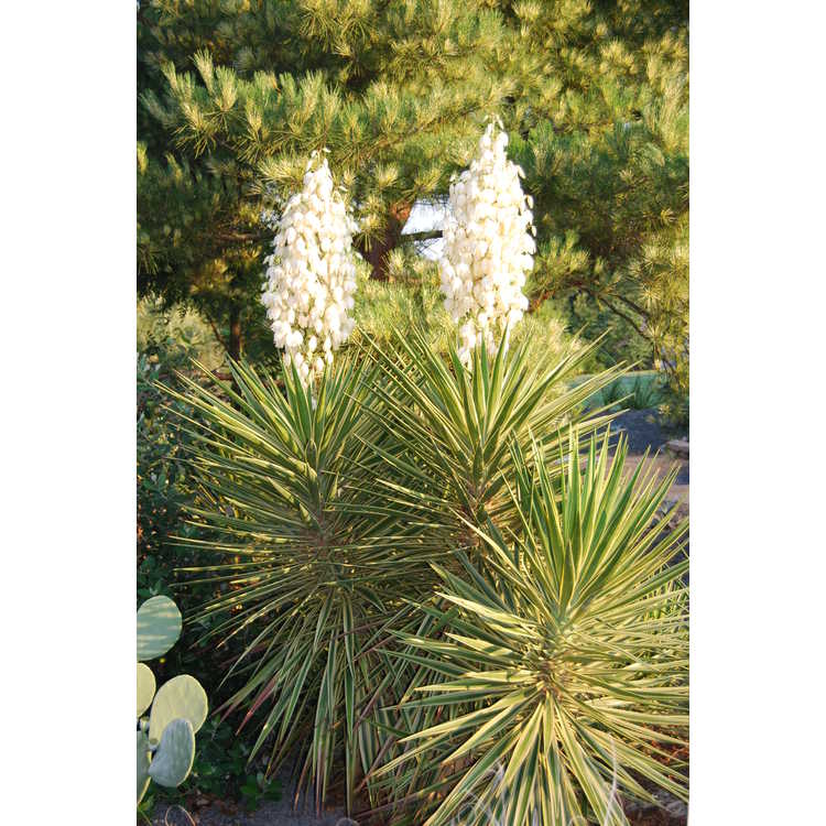 Yucca aloifolia 'Variegata'