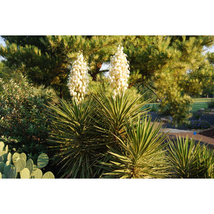 Yucca aloifolia Variegata