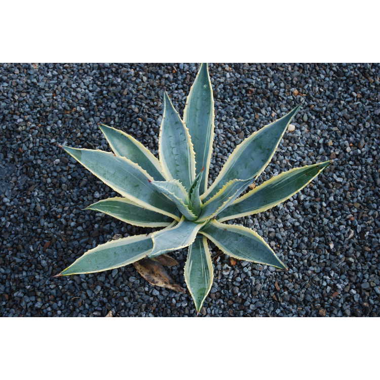variegated century plant
