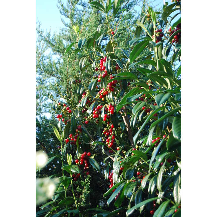 Prunus laurocerasus 'Batumi Rubies'
