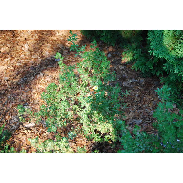 Potentilla fruticosa 'Maanelys' - Moonlight shrubby cinquefoil