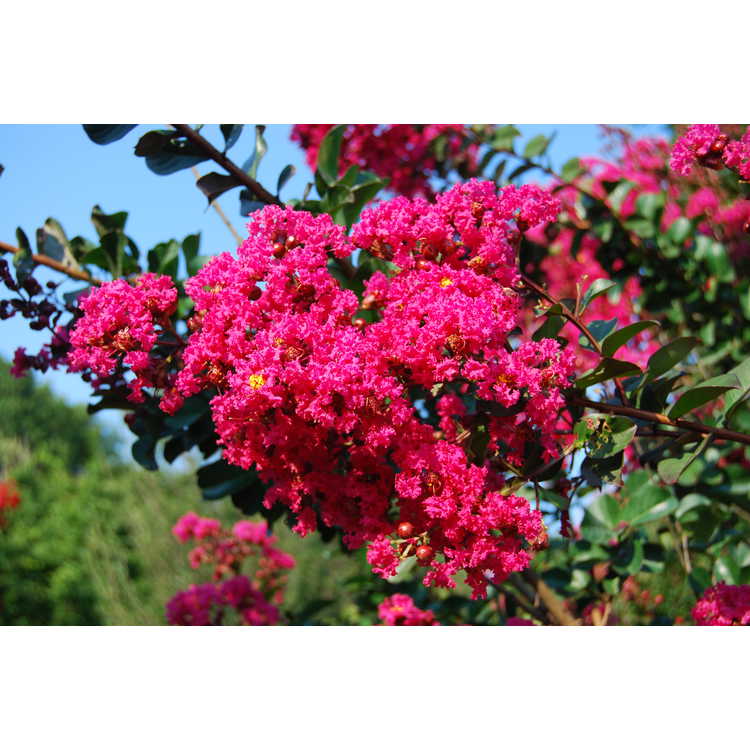 Lagerstroemia indica 'Whit III' - Pink Velour crepe myrtle