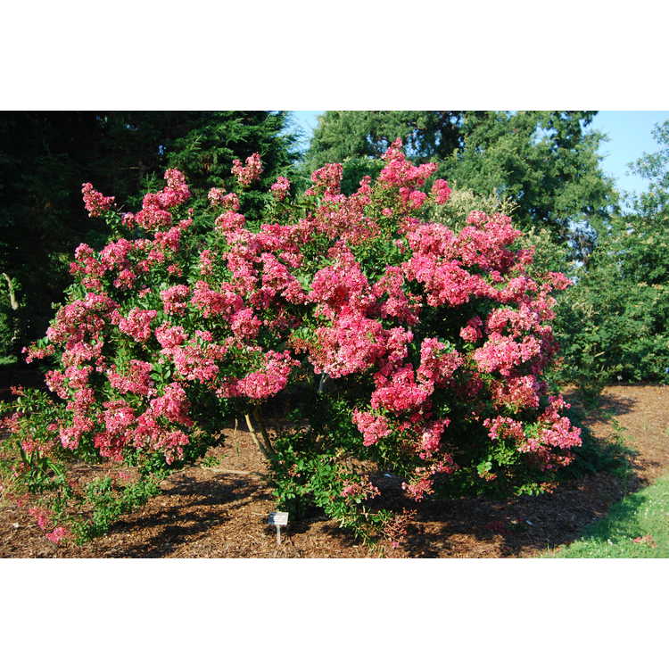 Lagerstroemia indica 'Prairie Lace' - crepe myrtle