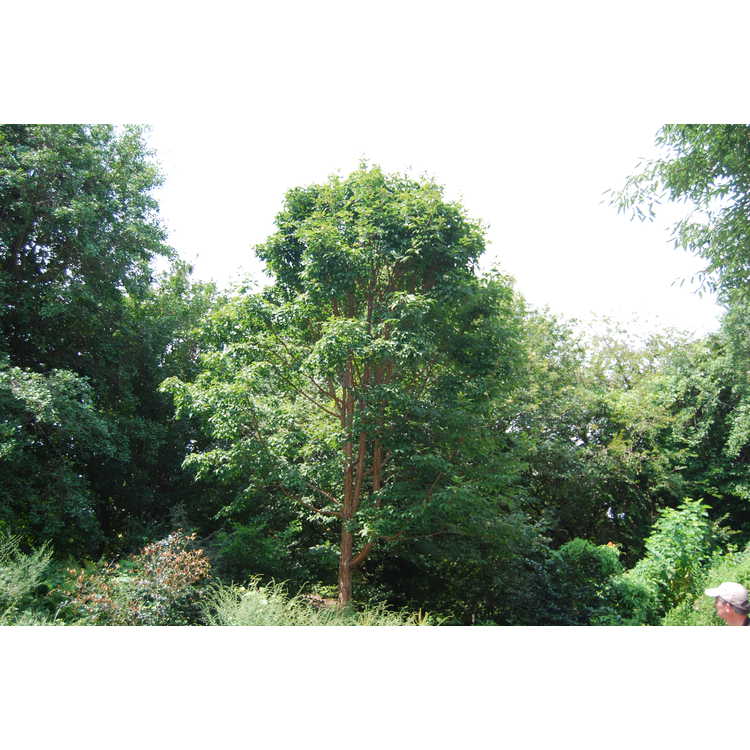 Acer triflorum - three-flower maple