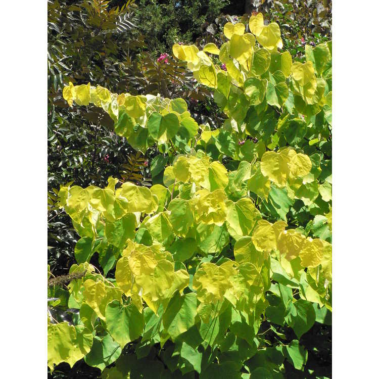 Cercis canadensis 'Hearts of Gold'