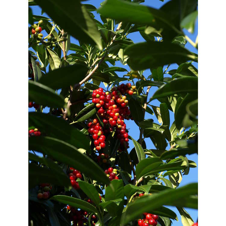 Prunus laurocerasus 'Batumi Rubies' - upright common cherrylaurel