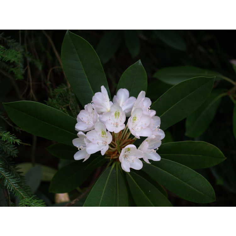 <em>Rhododendron maximum</em>