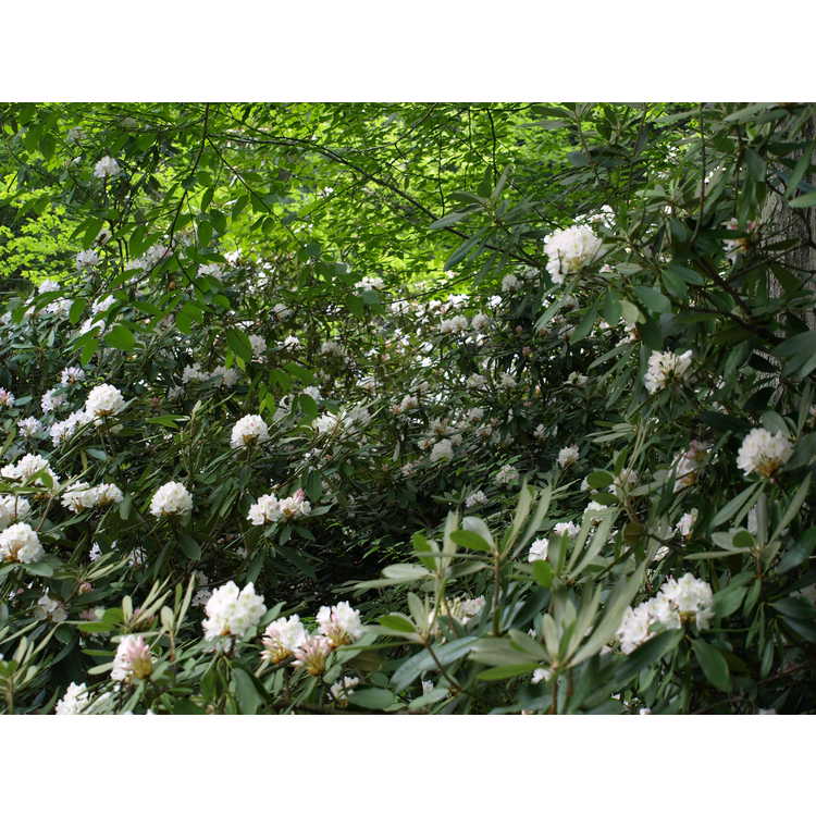 <em>Rhododendron maximum</em>