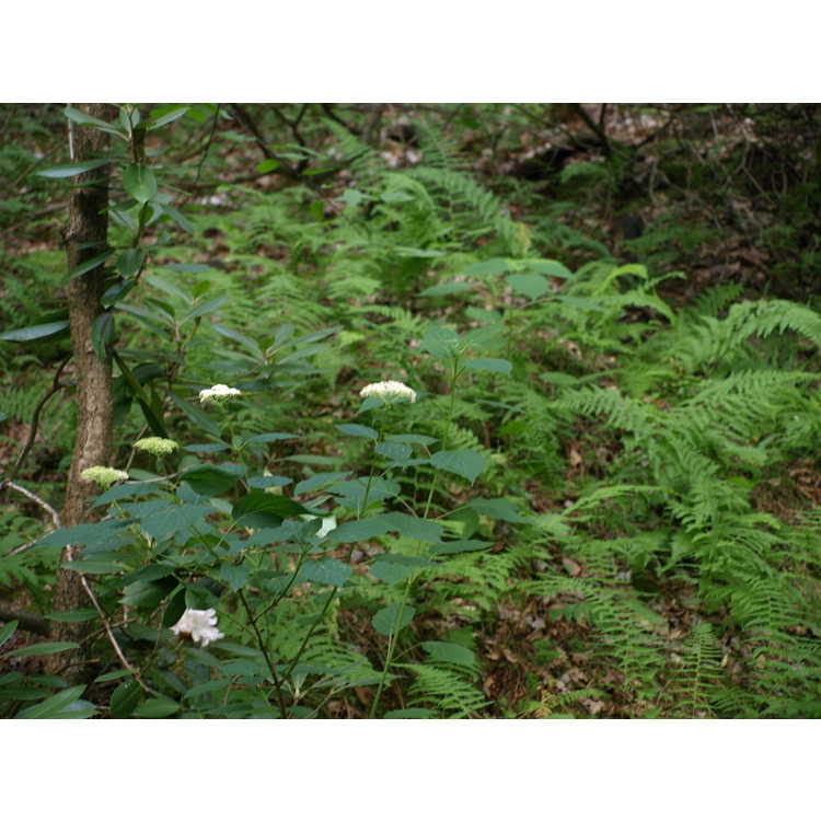 <em>Hydrangea arborescens</em>