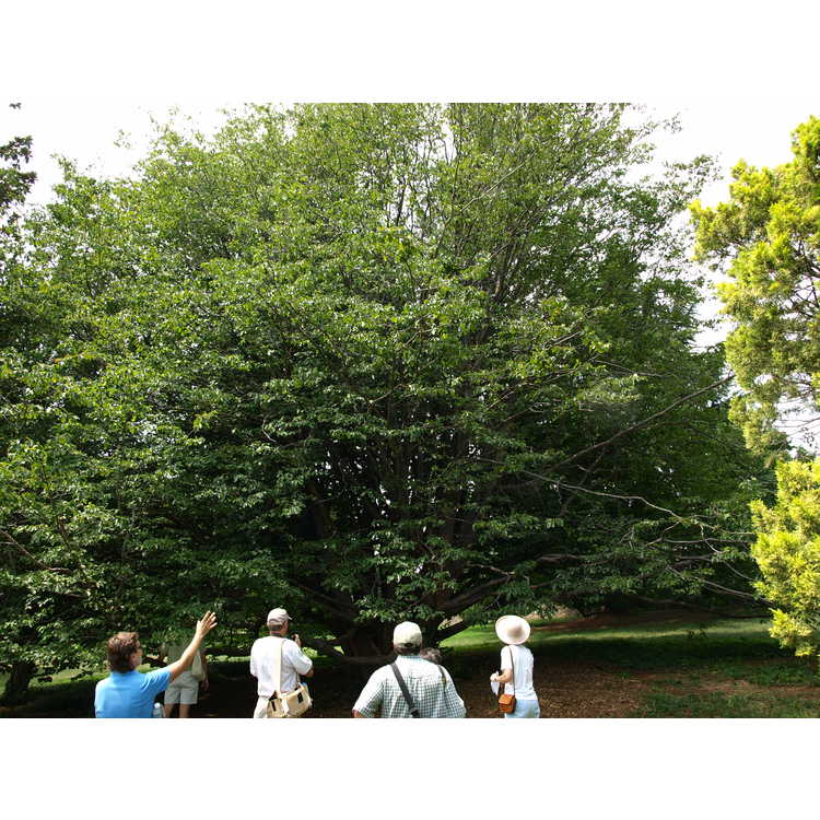 Parrotia persica - Persian ironwood