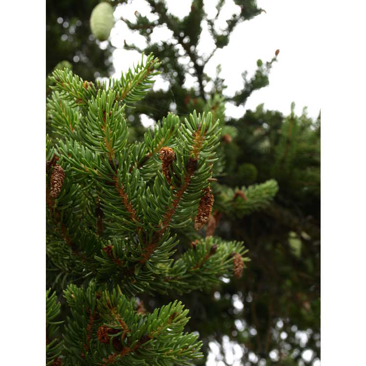 Picea torano - tiger-tail spruce