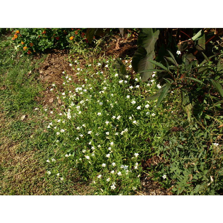 <em>Petunia integrifolia</em> 'Alba'