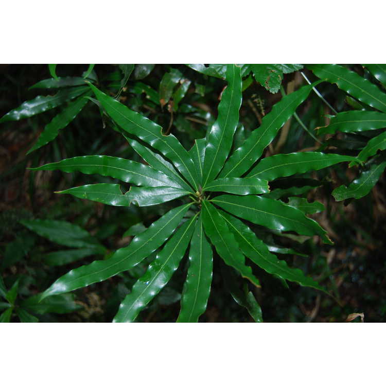 <em>Persea acuminatissima</em>