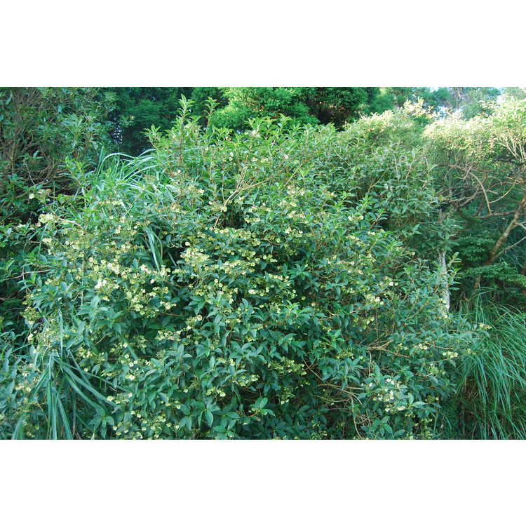 <em>Hydrangea chinensis</em>