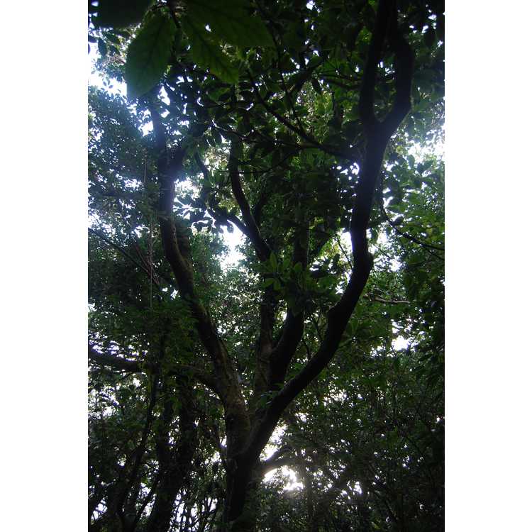 Formosan tree anise