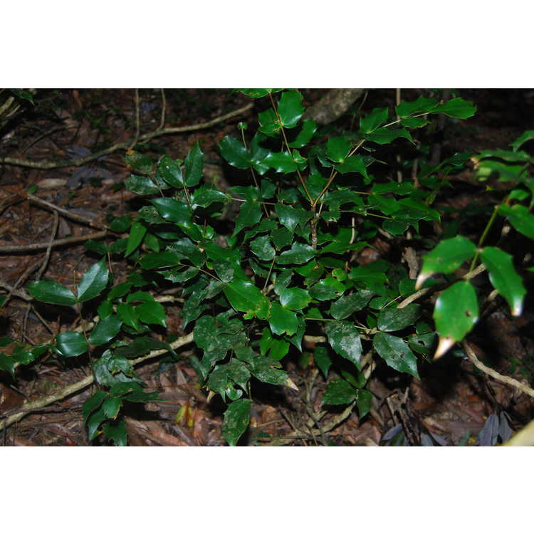 Mahonia tikushiensis - Japanese mahonia