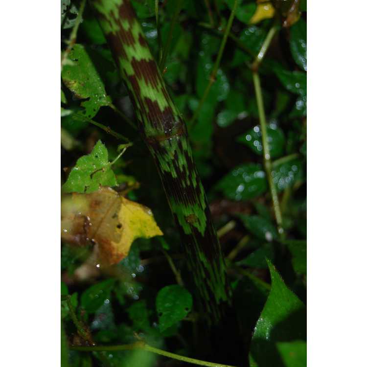 Arisaema taiwanense - Formosan cobra-lily