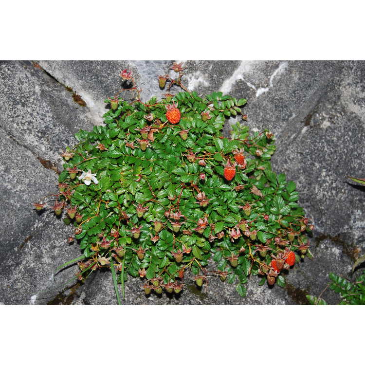 <em>Rubus taiwanicola</em>