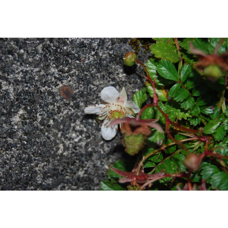 <em>Rubus taiwanicola</em>