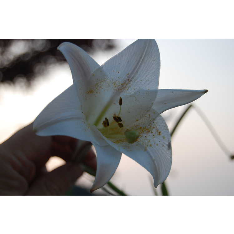 Lilium formosanum - Formosa lily