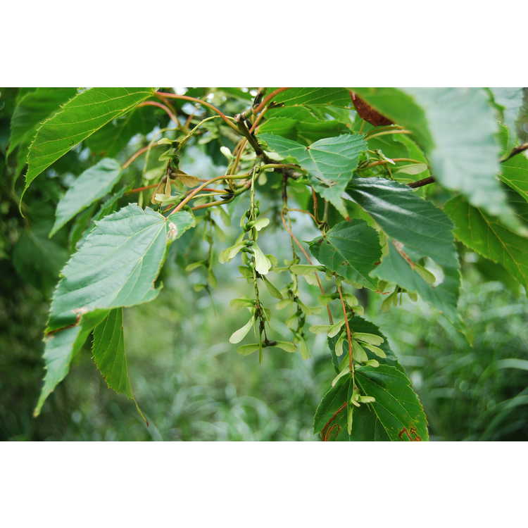 <em>Acer caudatifolium</em>