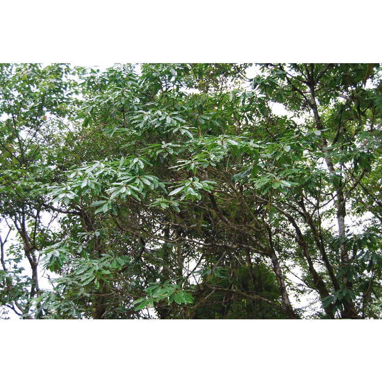 Daphniphyllum macropodum - courtesy-leaf