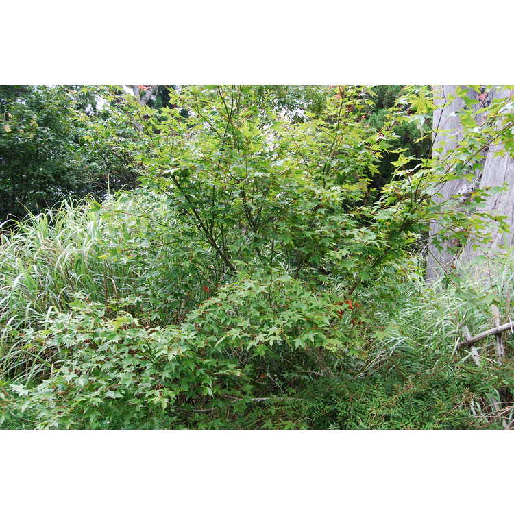 Acer serrulatum - Taiwan maple