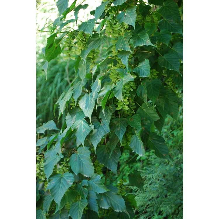 Acer caudatifolium - Kawakami maple