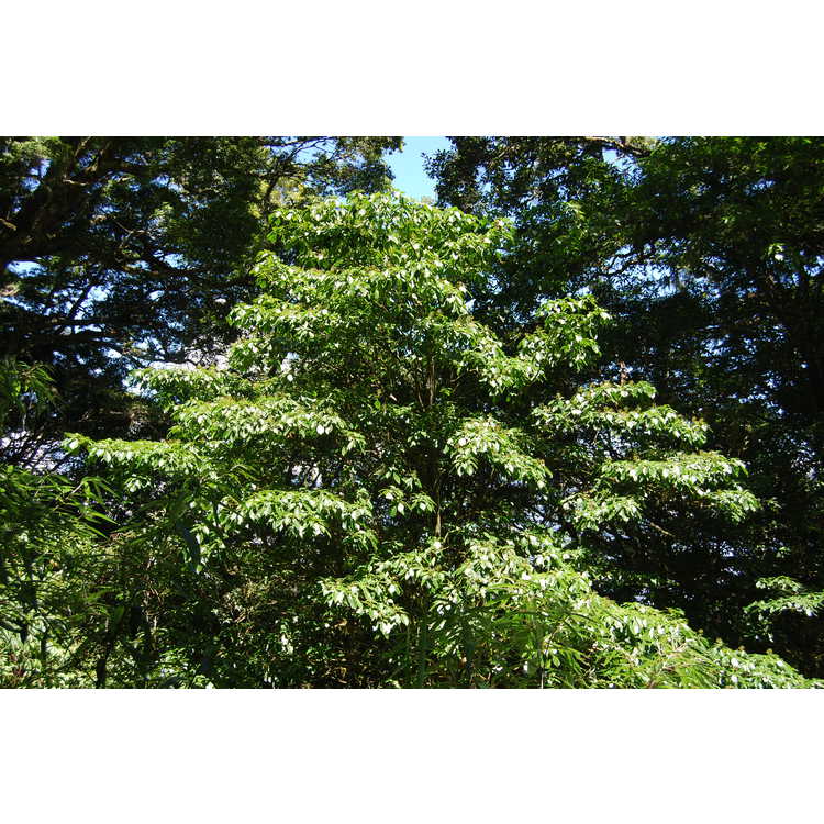 Trochodendron aralioides - wheel tree