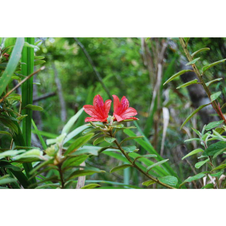 <em>Rhododendron oldhamii</em>