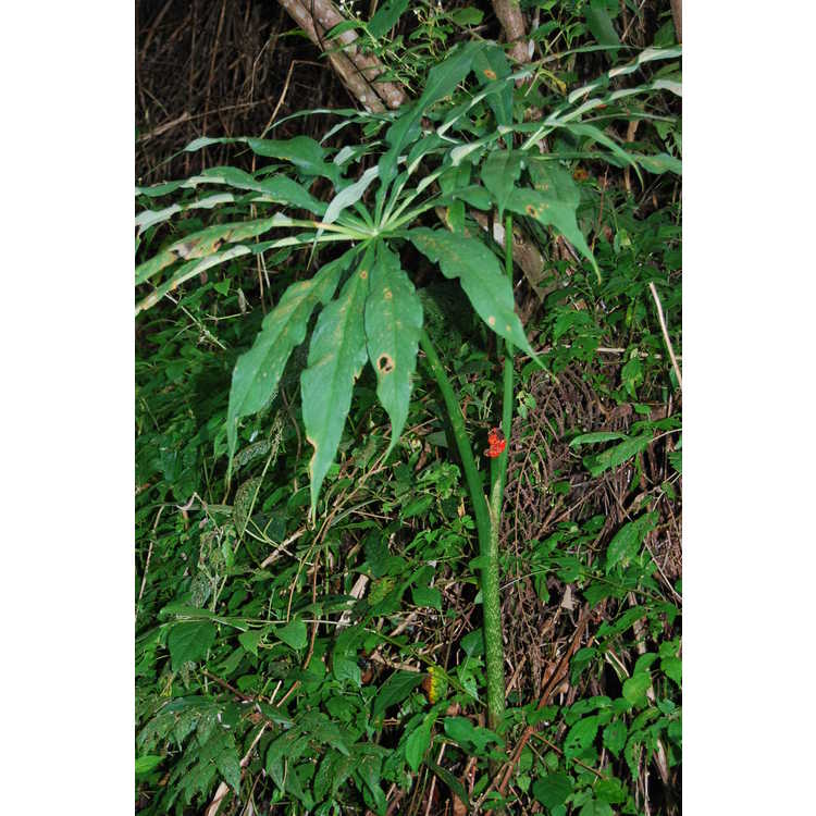 Arisaema consanguineum - Himalayan Jack-in-the-Pulpit