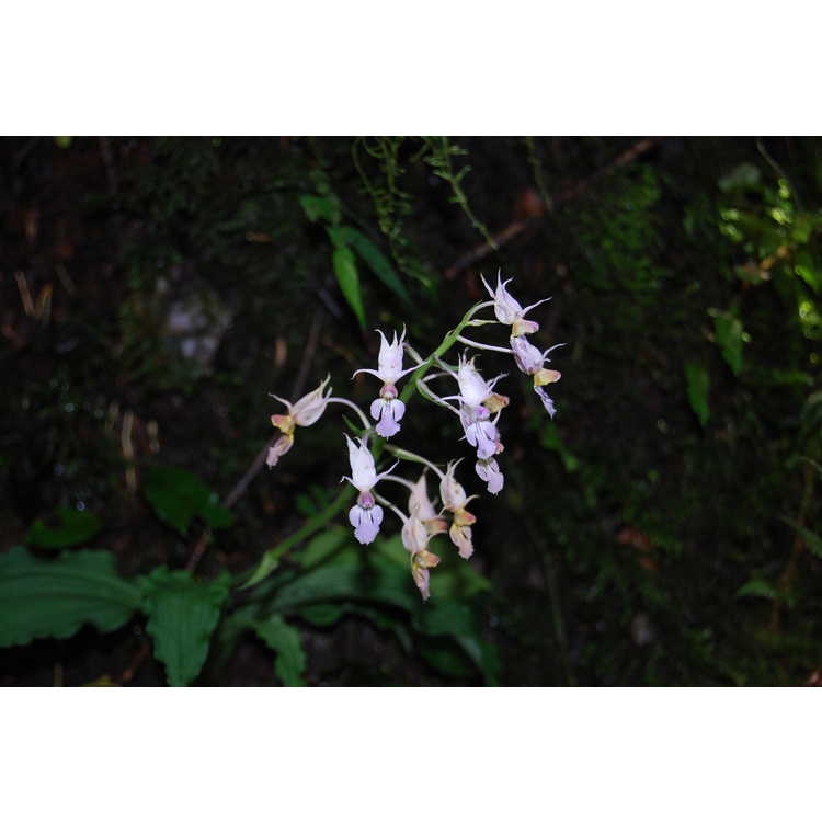 Orchidaceae