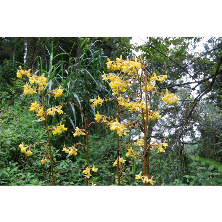 <em>Galeola nudifolia</em>