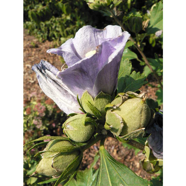 Hibiscus syriacus 'Marina' - Blue Satin rose-of-Sharon