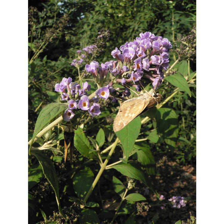 Buddleja 'Blue Chip' - Lo & Behold compact butterfly-bush