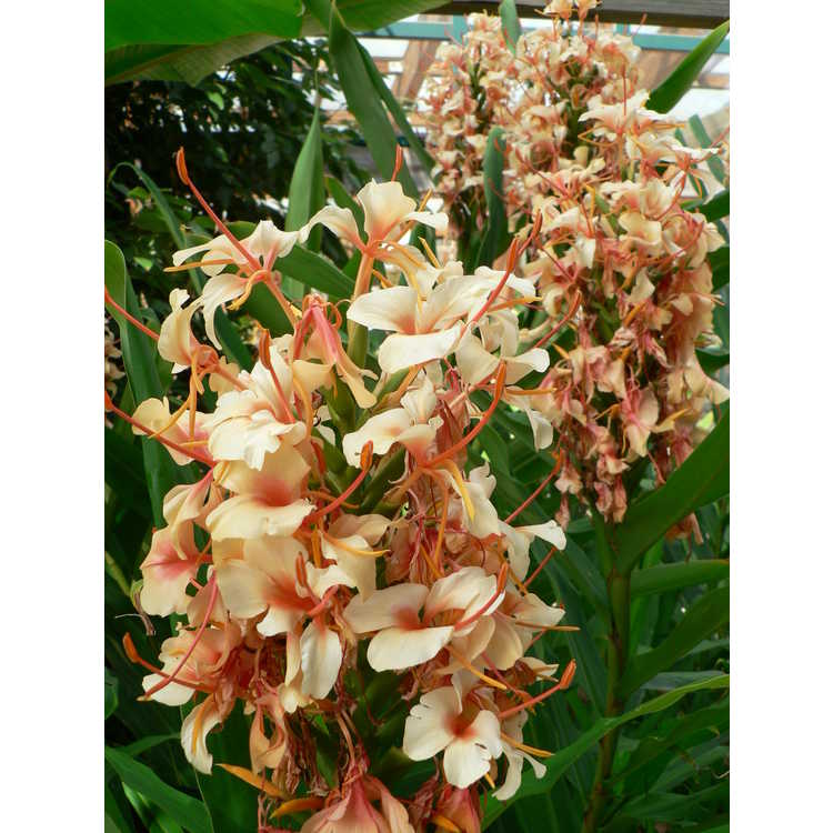 Hedychium 'Pink V' - hardy ginger-lily