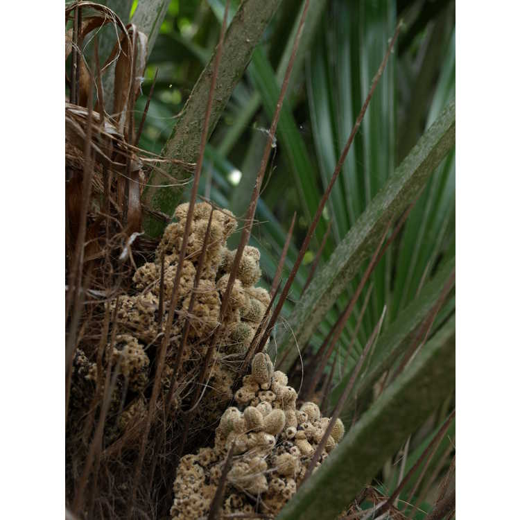Arecaceae