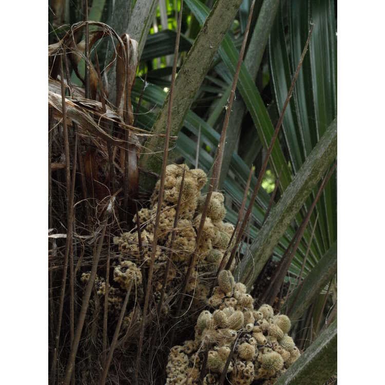 Arecaceae