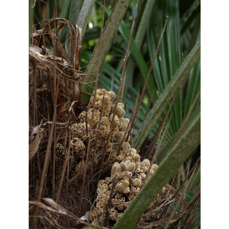 Rhapidophyllum hystrix - needle palm