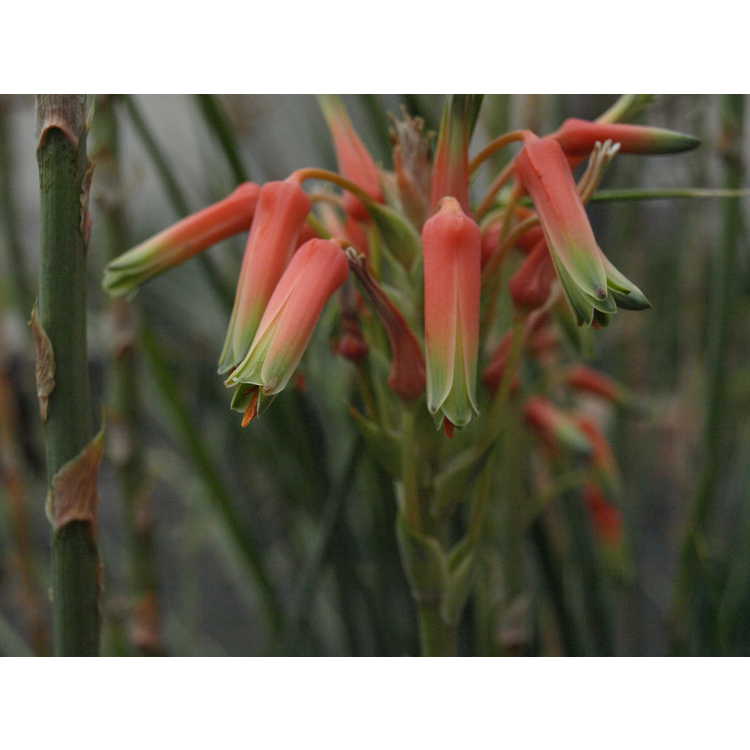 Aloe cooperi - Cooper's grass aloe
