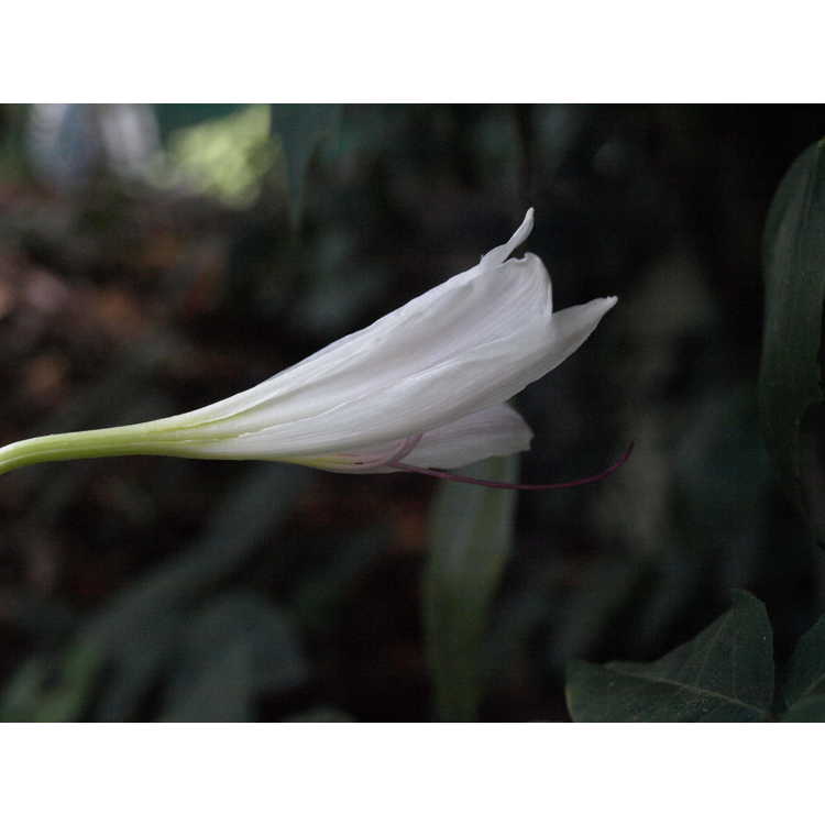 Lycoris longituba var. longituba - long-tube surprise-lily
