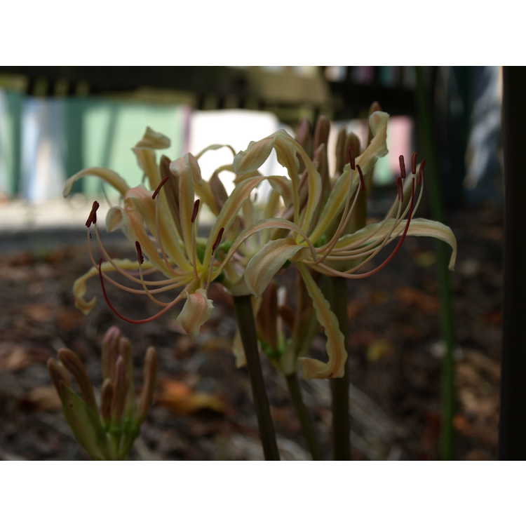 Lycoris straminea - staw surprise-lily