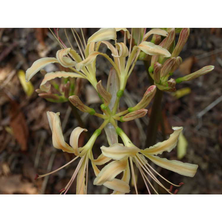 Lycoris straminea - staw surprise-lily