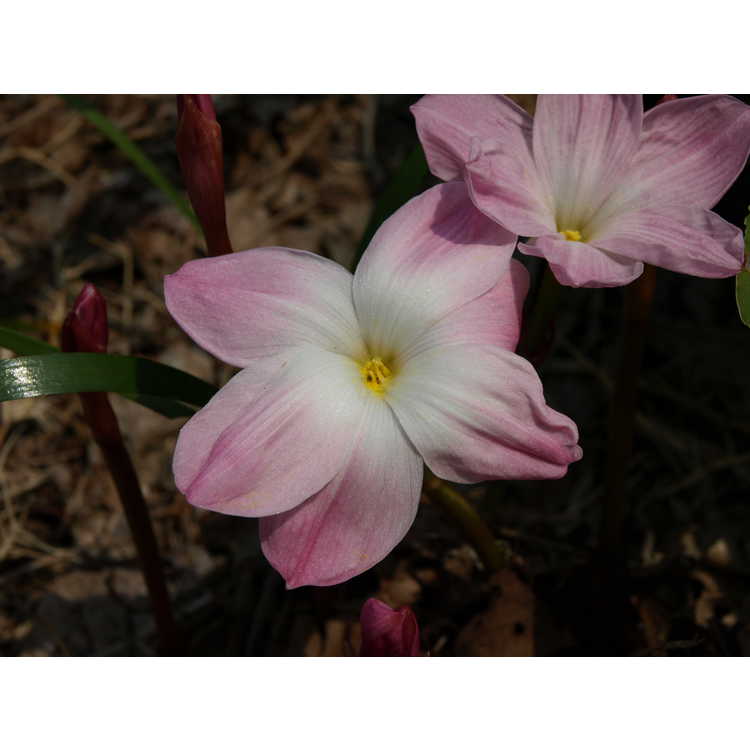 Zephyranthes Tention