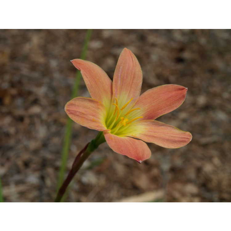 Zephyranthes 'Paul Niemi' - rain-lily